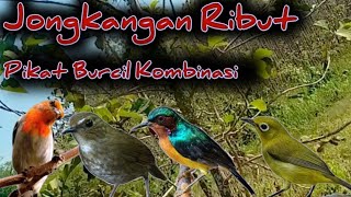 Download lagu Request‼️,Jongkangan,P.Stater,Pleci,Muncang. Suara Pikat Burung Jongkangan Ribut mp3 Download lagu Request‼️,Jongkangan,P.Stater,Pleci,Muncang. Suara Pikat Burung Jongkangan Ribut mp3
