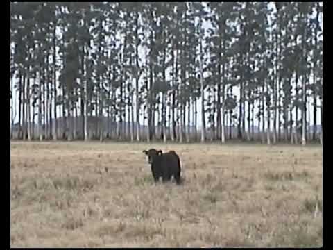 Julio, 2025, Tres Islas - Cerro Largo(HI-8) 