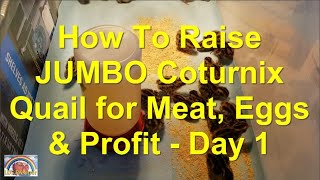 How To Raise JUMBO Coturnix Quail For Meat, Eggs & Profit - Day 1