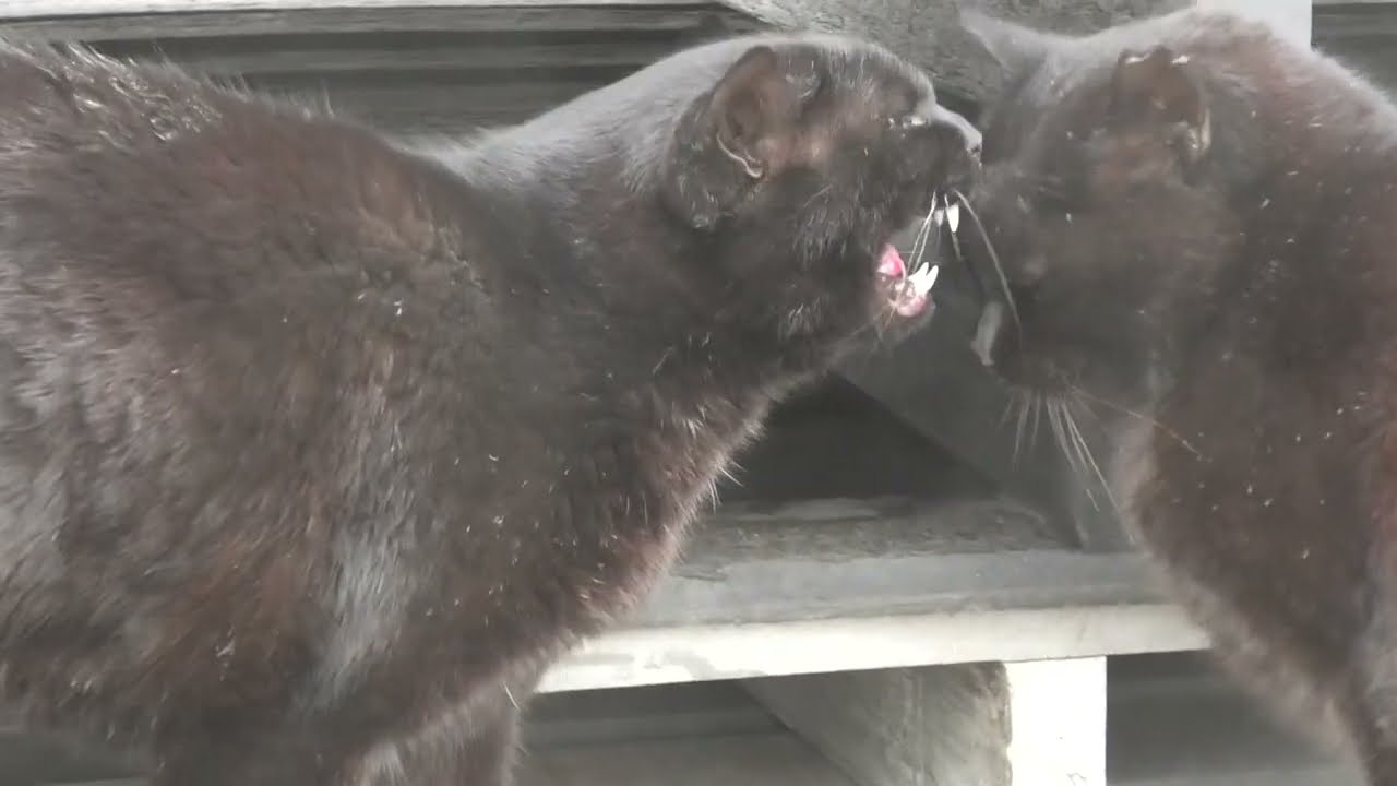 林崎漁港内地域猫黒系アメショ2026 4 1a