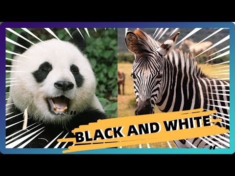 Black And White Animals Names And Sounds For Kids | Learn Black and White Animals in English