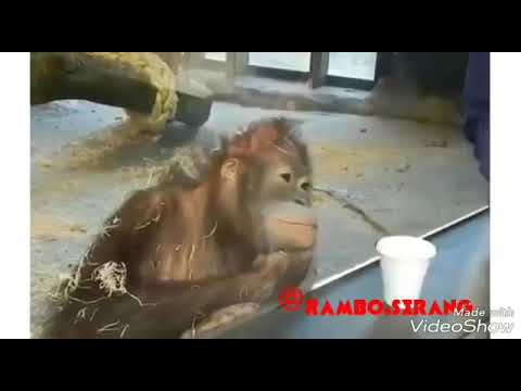 download lagu mp3 mp4 Video Rambo Serang, download lagu Video Rambo Serang gratis, unduh video klip Video Rambo Serang