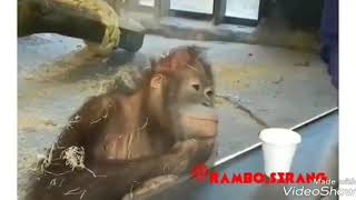 Download lagu Kumpulan video rambo serang lucu banget, dubbing jawa serang kadal ijo mp3 Download lagu Kumpulan video rambo serang lucu banget, dubbing jawa serang kadal ijo mp3