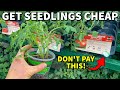 How To Get CHEAP PLANTS For Your Garden: Don't Get RIPPED OFF!