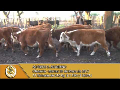 30-05-17 Venta Hembras - Alfredo S Mondino - Olavarria