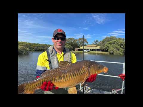 Electrofishing Koi in Herdsman Lake, near Perth Western Australia