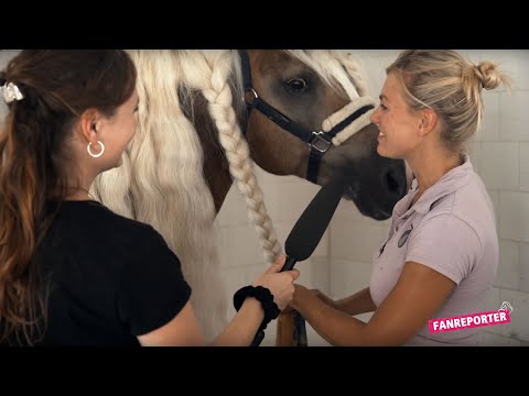 Mähnenpflege bei Haflingern | CAVALLUNA – Fanreporter | Pferdepflege
