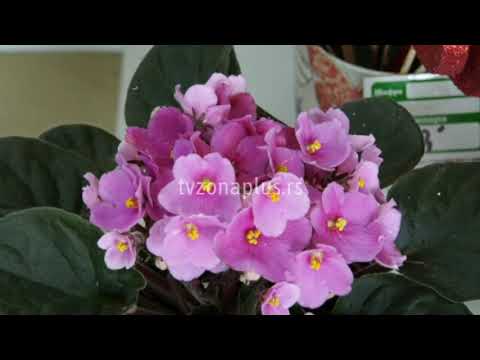 VRANJE   CVEĆE JE VAŽNO I U DOBA KORONE