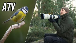 Sony A7V - Bird Photography in the Field