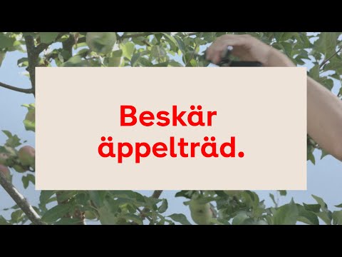 Beskära äppelträd, steg-för-steg
