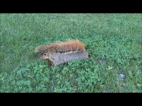 Fox squirrel (Sciurus niger) — záber v prírode