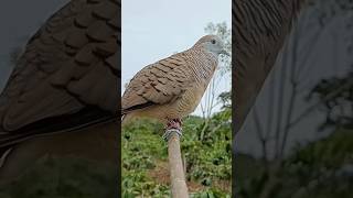 Download lagu The Sound of Turtle Doves Luring and Calling Opponents mp3 Download lagu The Sound of Turtle Doves Luring and Calling Opponents mp3