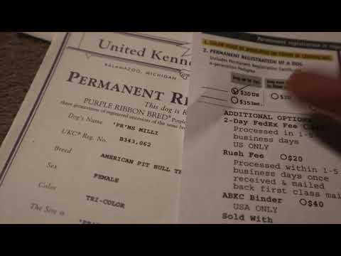 YouTube video about: How to register a dog without papers abkc?
