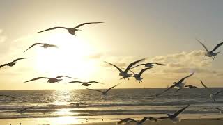 Download lagu The Ludlows (From Legends Of The Fall)   -   André Rieu mp3