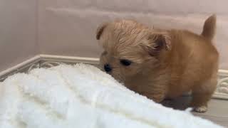 ハーフ犬の動画01