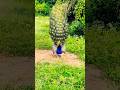 Peacock Video Peacock Call Peacock Saund Peacock Dance Peacock Saund Peacock Peacocks Peacock