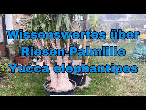 Wissenswertes über Riesen-Palmlilie, Yucca elephantipes