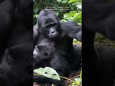 Mountain gorillas mating (Rare footage) silverback gorilla mating with female in volcanoes Rwanda