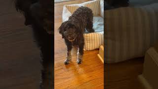 Video preview image #1 Poodle (Miniature)-Unknown Mix Puppy For Sale in Cookeville, TN, USA