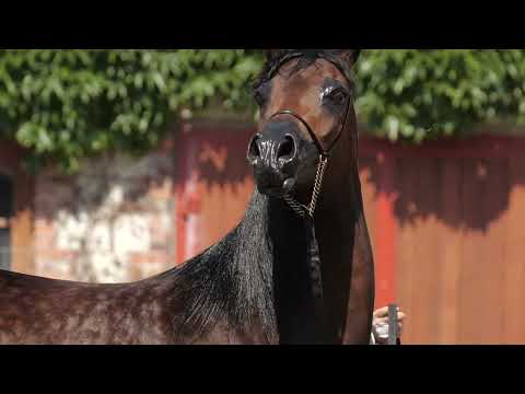 ⚜️ EMBLEMA ⚜️ (Chimeryk x Emmbla / Al Maraam), 2022 SUMMER SALE