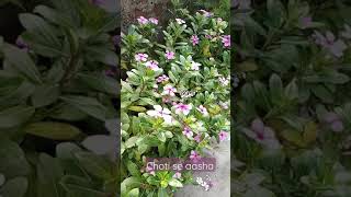 Download lagu #choti #si #asha #shorts mp3