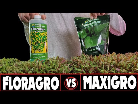 GORGEOUS SWISS!! - FloraGro VS MaxiGro - Hydroponic Nutrients for Microgreens