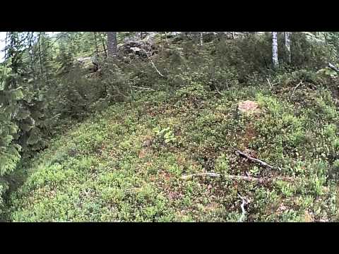 Orienteering mass start relay,Finland