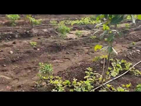 Lotus Mana Polam V Project Tour 1