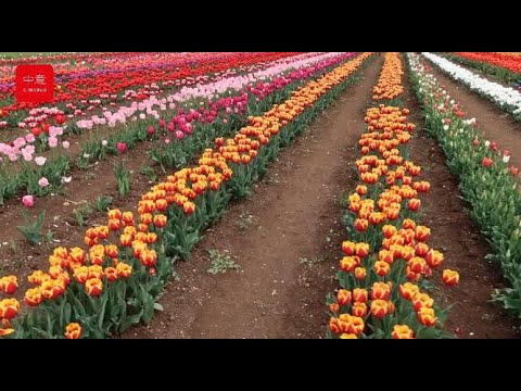 I MILLE COLORI DI TULIPARK, I PARCHI DEI TULIPANI A ROMA, BOLOGNA E SPOLETO