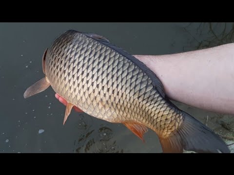 Eliberare Crapi in balta de acasa #5