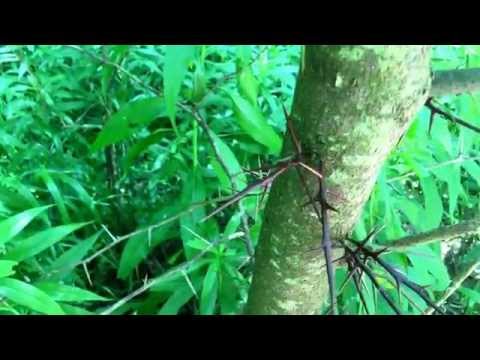 download lagu mp3 mp4 Honey Locust, download lagu Honey Locust gratis, unduh video klip Honey Locust