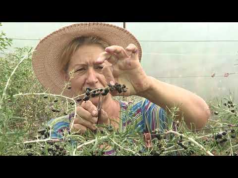 Imamo rešenje ep. 69 21.09.2020. Godži bobice, Niš, porodica Jovanović