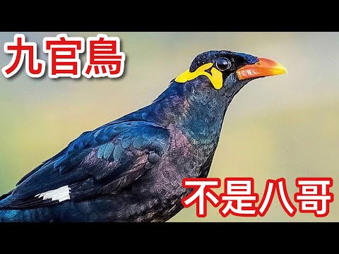 九官鳥壽命