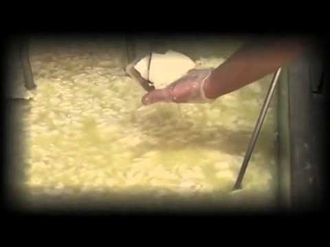Hunter Belle Cheese