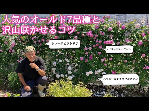 オールドローズ「アメリア」 植物