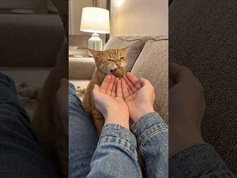 Karabaş cevizi ağzıyla kırdı