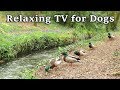 Relax Your Dog TV - 8 Hours of Relaxing TV for Dogs at The Babbling Brook ✅