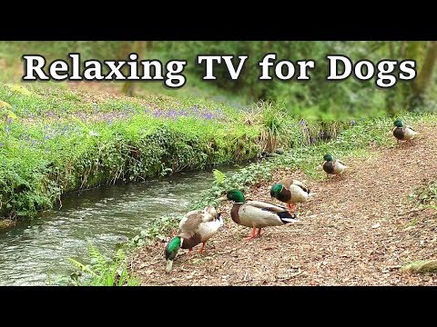 Relax Your Dog TV - 8 Hours of Relaxing TV for Dogs at The Babbling Brook ✅