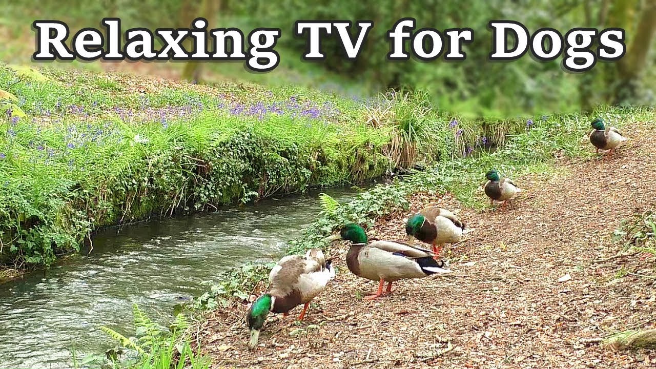 Relax Your Dog TV - 8 Hours of Relaxing TV for Dogs at The Babbling Brook ✅