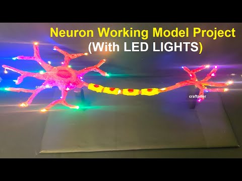 brain working model 3d science project for exhibition in simple and easy diy parts craftpiller