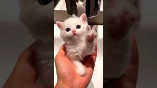 Ce chat est sorti du distributeur de savon 😱 #shorts