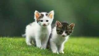 melissa 31G,  rock video re-mix -swing kids reunion WARSAW may 9 glass house