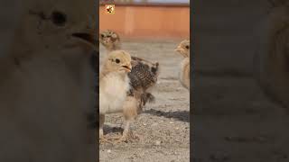 Baby Chicken Sounds (The Soft Peeps and Tiny Footsteps of Fluffy Chicks)