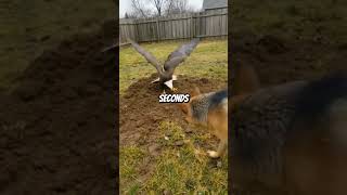 his Dog Buried A Kitten Alive... But He