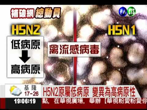 禽流感病毒可能變異! 接觸恐傳染