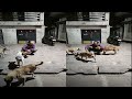 Kutto Ki Seva Aur Unko Pyaar Street Dog Video Street Dog Ki Seva Ki Video Street Dog Part 9