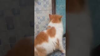 Download lagu Suara Kucing Jantan Memanggil Betina #catlover #kitten #cat cute #meow #kompilasikucinglucu mp3