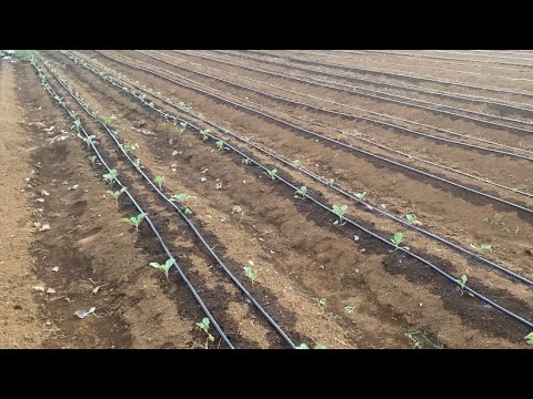 Cara mudah memasang Drip Irrigation (Irigasi Tetes) teknologi Israel