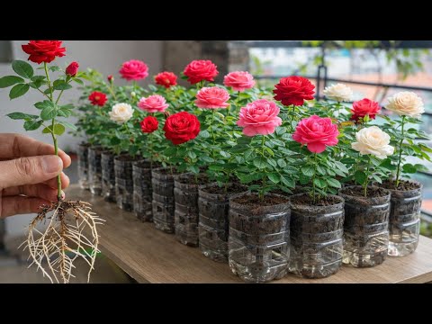 Grow 1,000 Rose Plants in Just 7 Days – The Ultimate Budget-Friendly Propagation Trick!