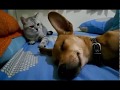 Cat Slaps Dog For Farting